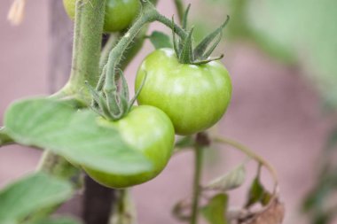 Bahçede bir sürü yeşil organik domates var. Biyolojik ürün