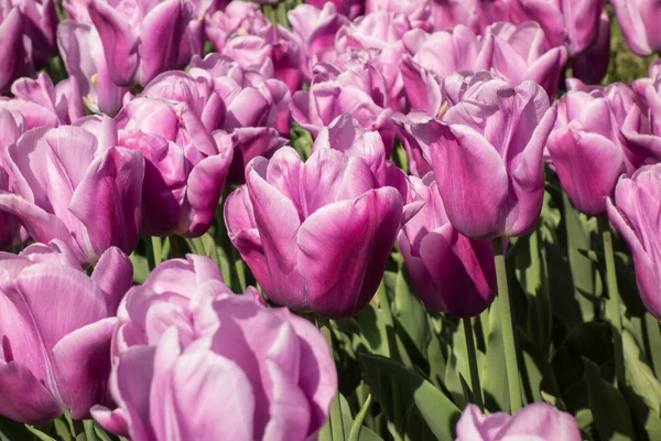 Belles tulipes dans le parc. Gros plan . — Photo