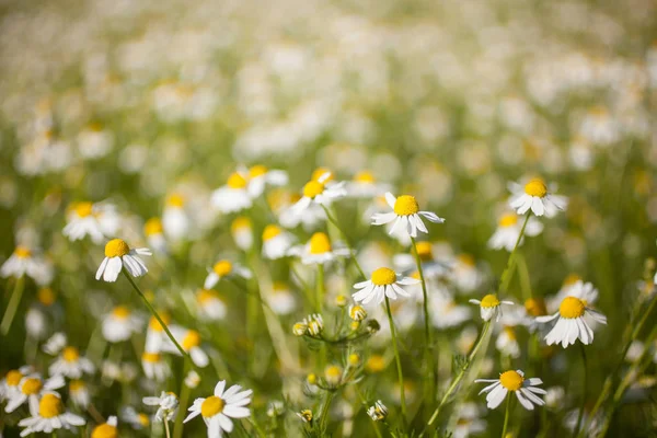 Chamomile (daisies) field on summer day. Close up — Stock Photo, Image