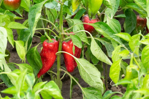 Peperoni rossi biologici che crescono in giardino — Foto Stock