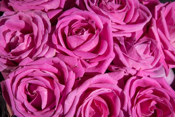 Background of pink roses. Pink roses for love background — ストック写真