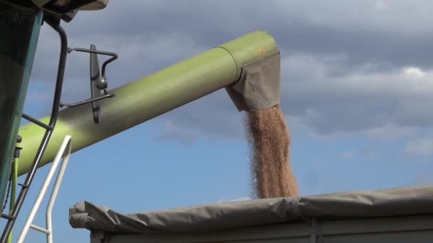 Combine Unloading Wheat Grains Tractor Trailer Slow Motion 240 Fps — ストック動画