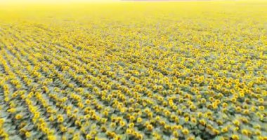 Ayçiçeği tarlasının 4k drone videosu. Tarım. Ayçiçeklerinin havadan görünüşü