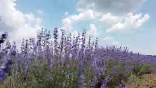 Går Gjennom Lavendelåkeren Kamera Beveger Seg Gjennom Vakre Blomstrende Lavendelblomster – stockvideo