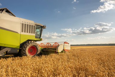 Buğday tarlasında hasat, bulutlu gökyüzü