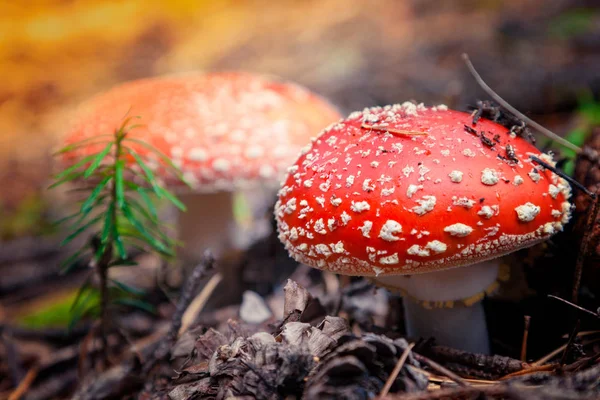 Poisonous mushroom with brightly red color cap and white spots flake grows among pine trees in a forest. — Stock Photo, Image