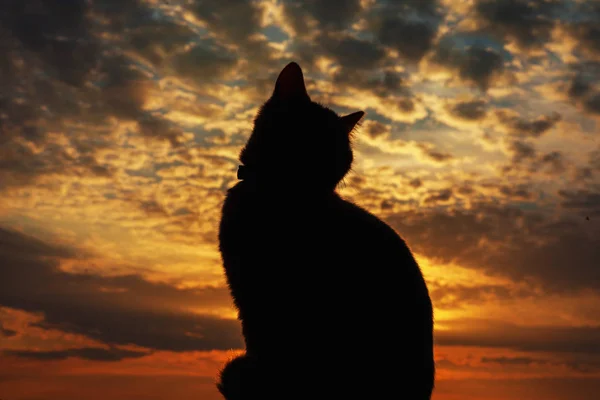 Animal cat against an orange sunset — Stock Photo, Image
