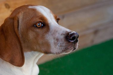 Uzun kulaklı bir köpeğin portresi