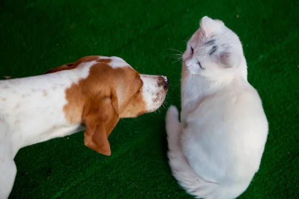 Uzun kulaklı köpek, yeşil arka planda beyaz kedi kokluyor.