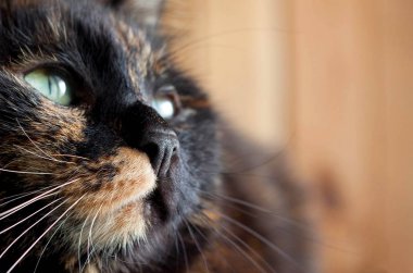 Bir tanem, kedi burun bıyıkları yakın plan.