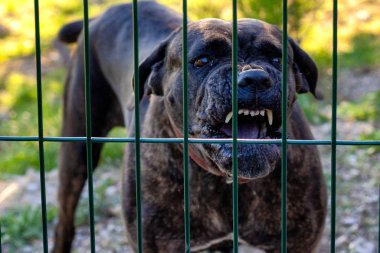 Şeytani melez köpek havlayan güvenlik uyarısı