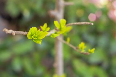 Doğa mevsimi ilkbahar yeşillikleri ve yeni filizlenen