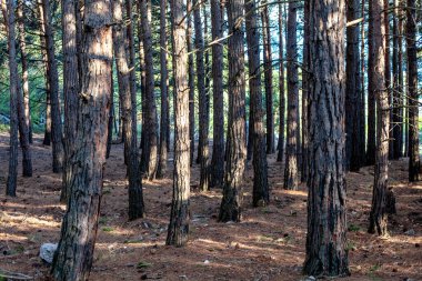 Baharda Kozalaklı Orman, doğayla ilgilen.