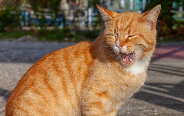Kırmızı kedi dinleniyor, gözlerim kapalı yalıyorum.