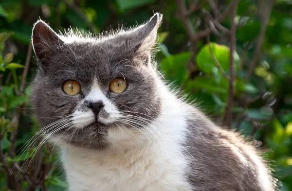 Şirin kedi kameraya bakıyor.