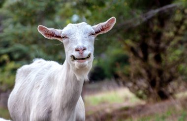 Mutlu keçi doğada ot yiyor.