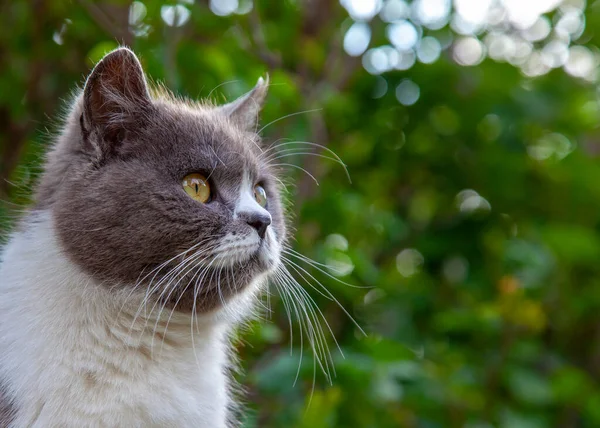 Şirin kedi, endişeli endişeli bakıyor, Bokeh arka planda ayrılıyor.