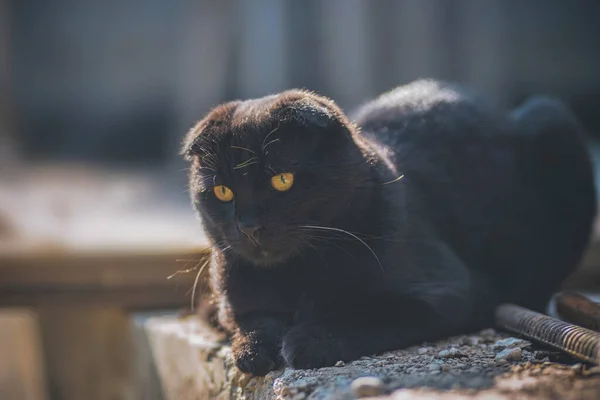 Dobre Gato Preto Com Olhos Amarelos — Fotografia de Stock