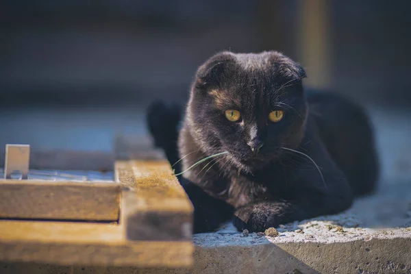 黄色眼睛的黑色折叠猫 — 图库照片