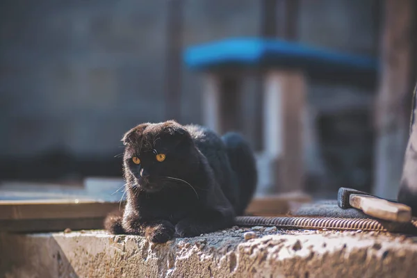 Διπλώστε Μαύρη Γάτα Κίτρινα Μάτια — Φωτογραφία Αρχείου