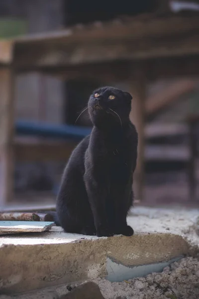 Dobre Gato Preto Com Olhos Amarelos — Fotografia de Stock