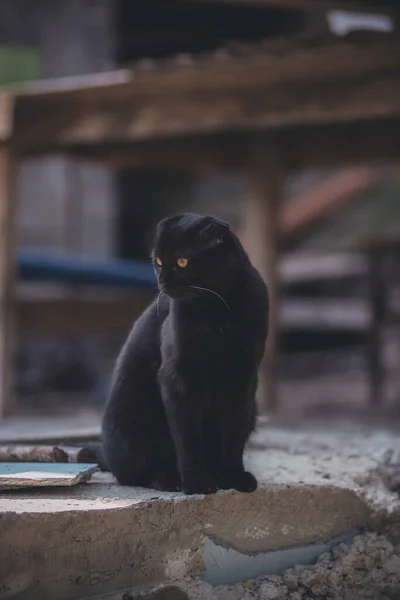 黒い猫を黄色い目で折る — ストック写真