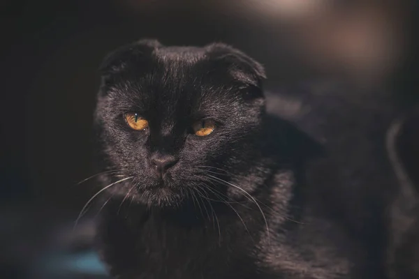 Dobre Gato Preto Com Olhos Amarelos — Fotografia de Stock