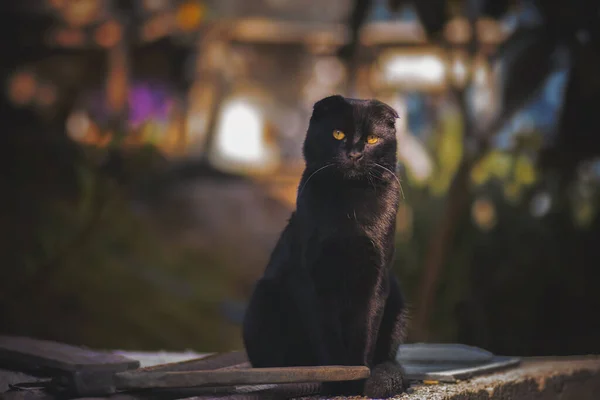 黄色眼睛的黑色折叠猫 — 图库照片