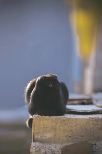 Складаний Чорний Кіт Жовтими Очима — стокове фото