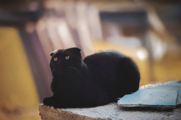 Dobre Gato Preto Com Olhos Amarelos — Fotografia de Stock