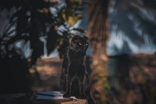 Складаний Чорний Кіт Жовтими Очима Ліцензійні Стокові Фото