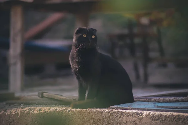 Складаний Чорний Кіт Жовтими Очима Ліцензійні Стокові Зображення