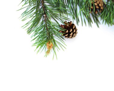 Beyaz arka planda kozalaklı çam dalı 