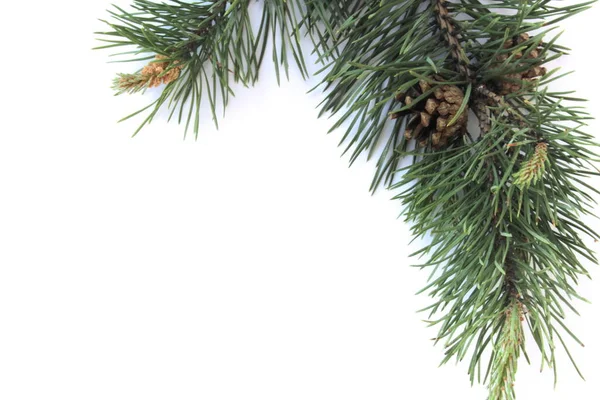 Pine branch with cones on a white background — Stock Photo, Image