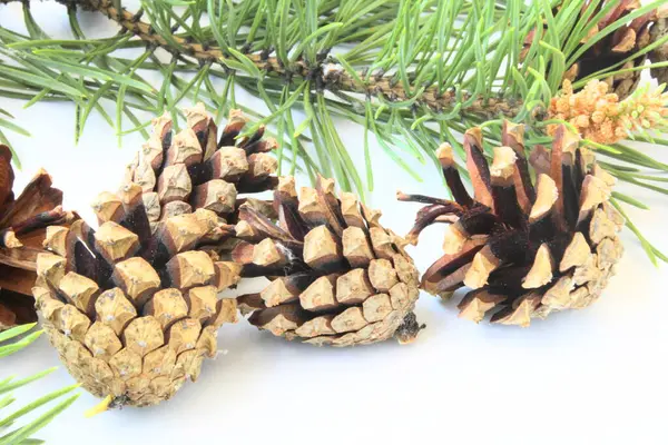 stock image Pine branch with cones on a white background 