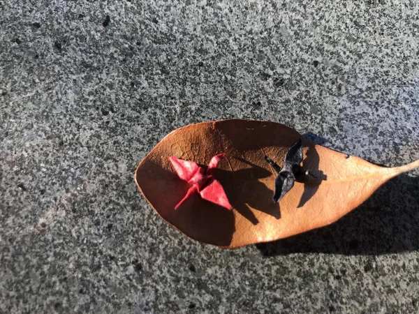 Hou Van Origami Vreugde Met Kleine Dingen — Stockfoto