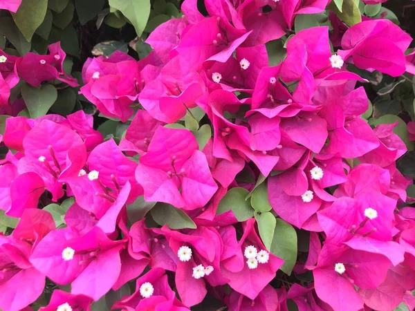 Blomster Naturens Fineste Skønhed - Stock-foto