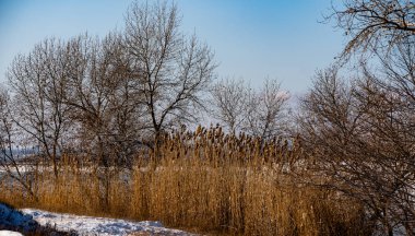 Kanalın arka planında sazlıklar olan kış manzarası
