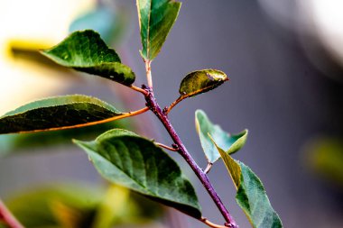 Yumuşak mavi arkaplan üzerinde meyve ağacı yaprakları olan dal