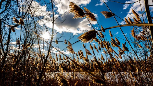 Thicket Reeds Winter Lake — Stock Photo, Image