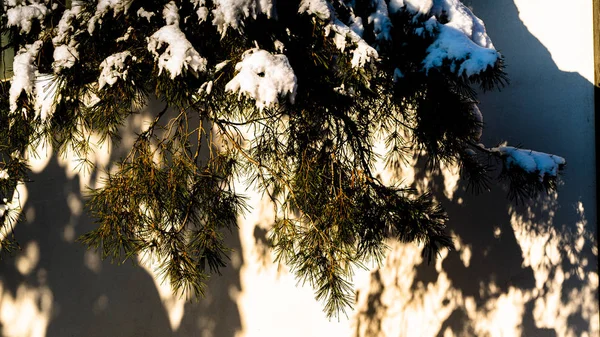 Snowy Branch Sona Shadows White Background — 스톡 사진