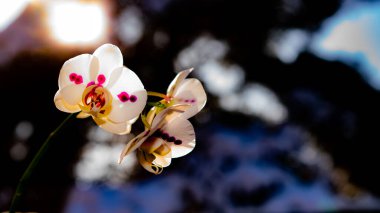 Aşıklar gününde güzel genç bayanların orkideleri