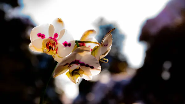 Fiatal Kezében Egy Virág — Stock Fotó