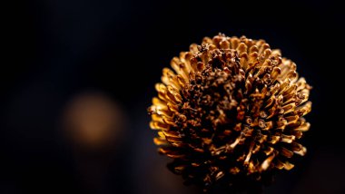 Geçen yılın kurumuş çiçekleri koyu arkaplanda sarı-kahverengi tonlarda.