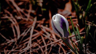 Bahçedeki ilk kır çiçeği son yıllara karşı çam iğneleri.