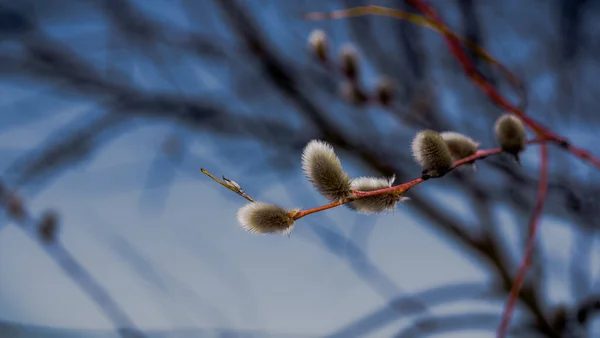 Pussy Willow Branch Blossoming Hairy Flowers Eve Easter — Stockfoto