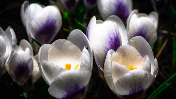 Groupe Crocus Crocus Délicats Beaux — Photo