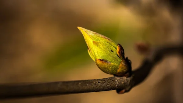 Odakları Çözülmüş Güzel Bir Arka Planda Leylak Tomurcuğu — Stok fotoğraf