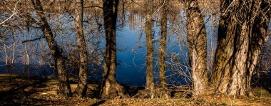 Volga Nehri 'ndeki bir bahar sızıntısı sırasında suda kavak ağacı