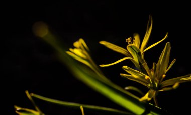 Karanlık odaklı arka planda güneş ışınları olan fındık çiçeği.